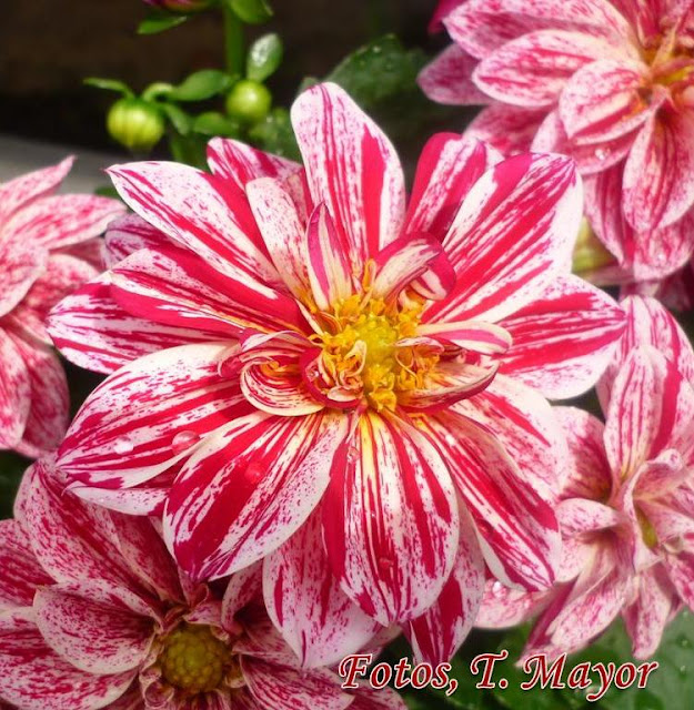 322+Dalia+(Dahlia).JPG