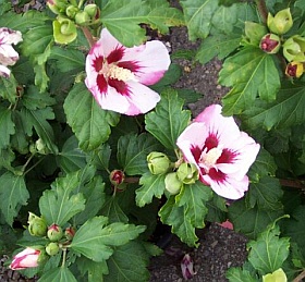 3220-hibiscus-syriacus-hamabo-rose-of-sharon.jpg