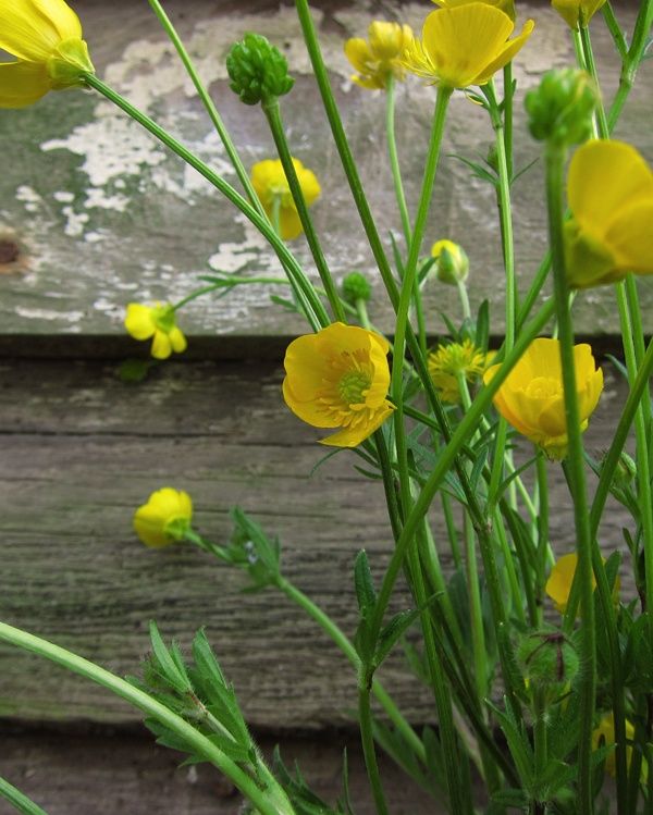 3259ed47af0505c8b5f69176d366e564--yellow-cottage-daisy-chain.jpg