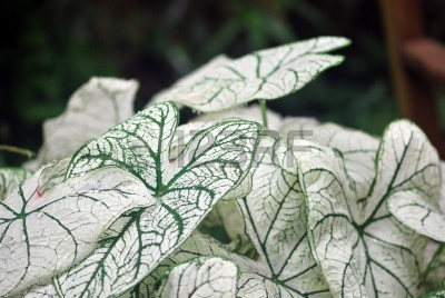 3282211-plantas-oreja-de-elefante.jpg