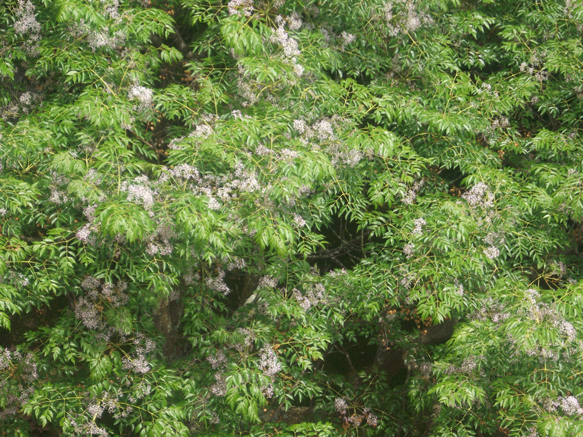 32868d1338404925-alguien-me-ayuda-con-este-arbol-arbol2.jpg