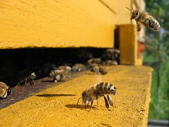 330px-Honeybee-cooling_cropped.jpg