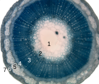 330px-Stem-histology-cross-section-tag.svg.png