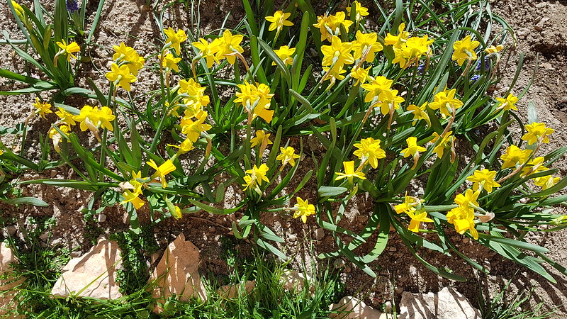 33345908598_c5fe45b862_c.jpg
