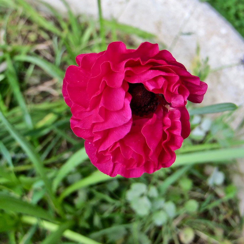 33546076068_4654d09df8_c.jpg