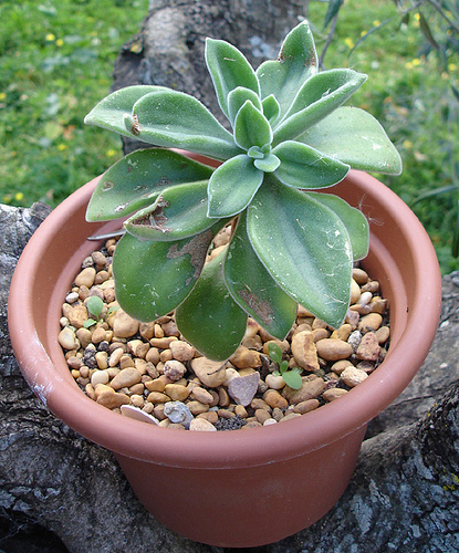 3357575689_677ccf979f.jpg
