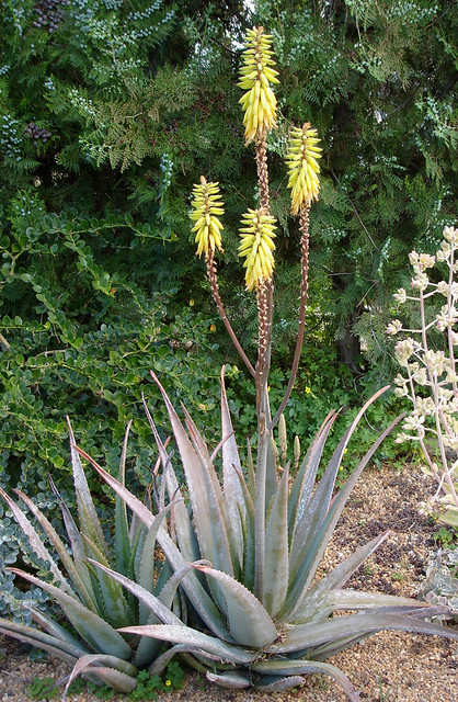 3357708135_2a09ae7943_z.jpg
