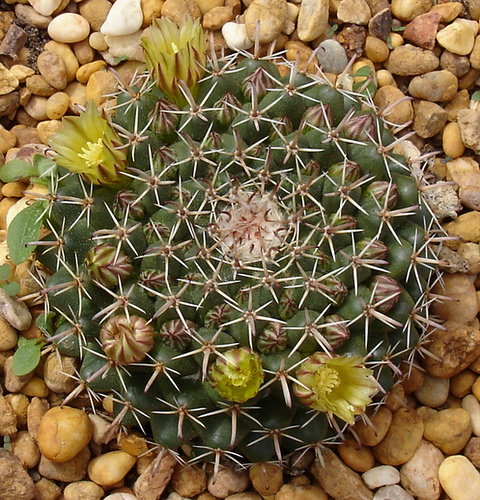 3358310930_415cfaf015.jpg