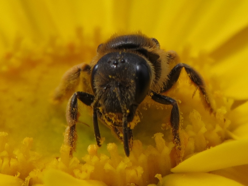 335f7sw.jpg