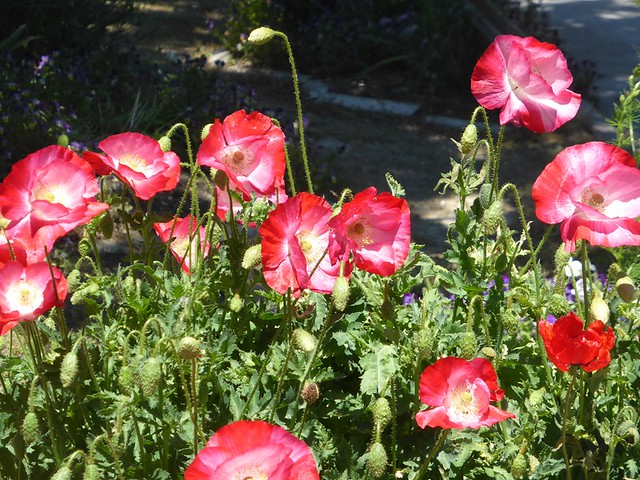 33710271284_37fafcb746_z.jpg