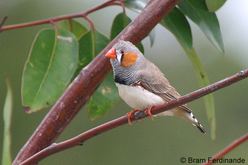 337_Zebra_Finch_2004_01_30_9_bi.jpg