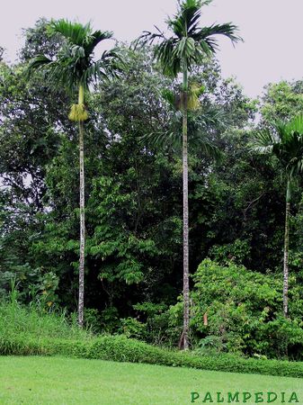 337px-Areca_catechu_again.jpg