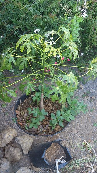 337px-Brachychiton_acerifolium_%282%29.jpg