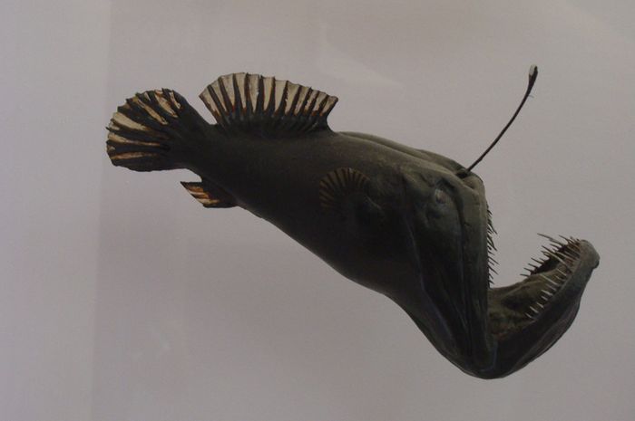3384_anglerfish-melanocetus-johnsonii.jpg