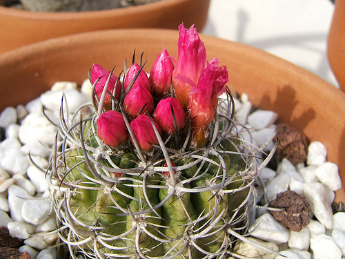 3387300248_f633c96f5f.jpg
