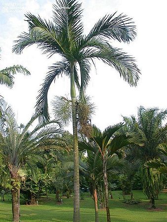338px-04437csingaporez.jpg