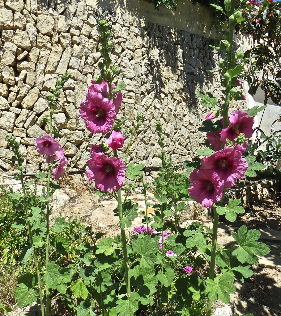 33950447744_aba62ebac1_b.jpg