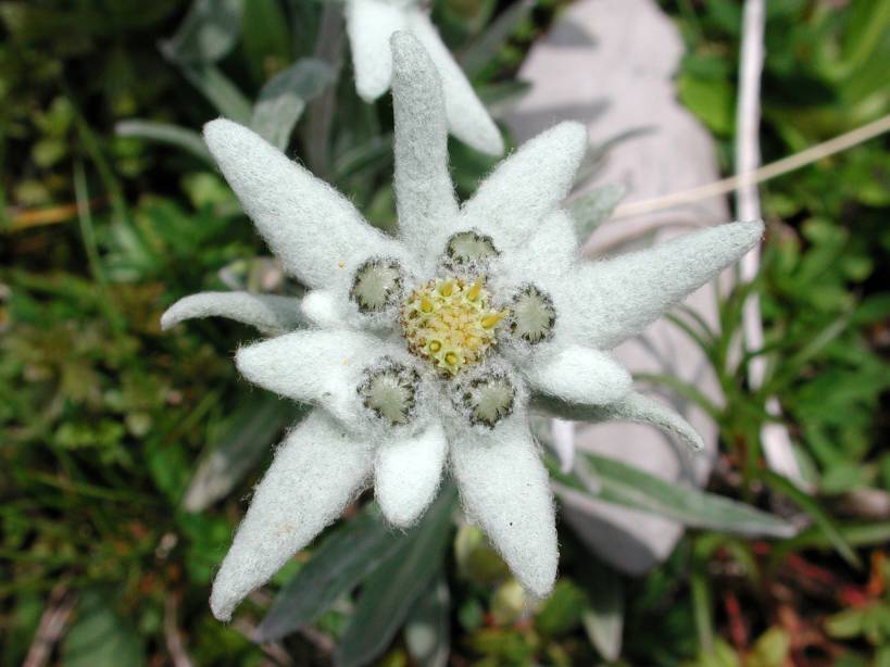 33_edelweiss.jpg
