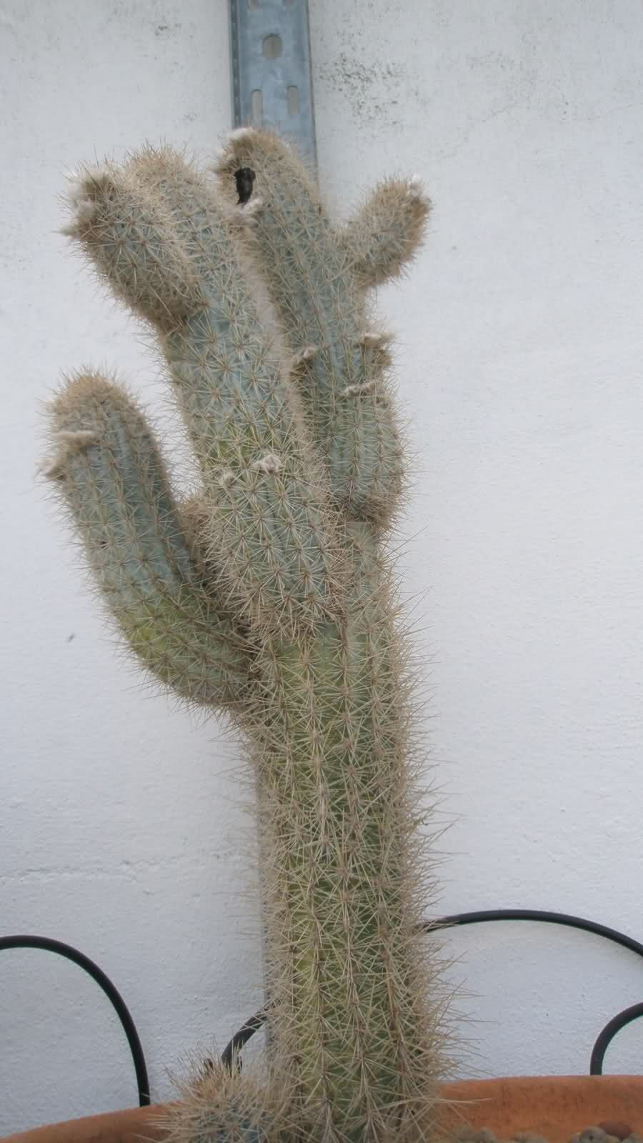 33axyrm.jpg