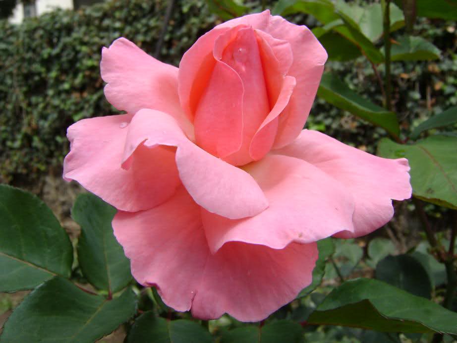 33p3c75.jpg