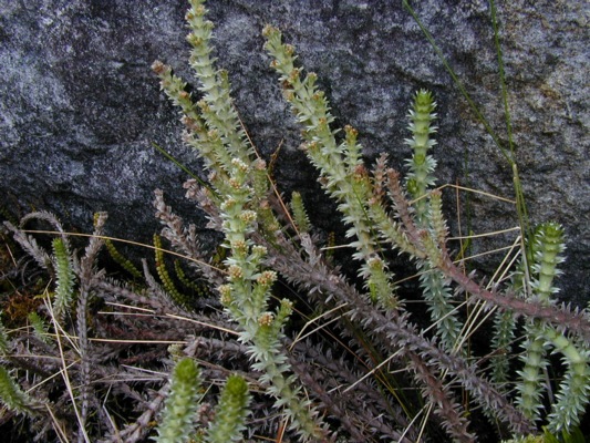 33ROSlacsp1b1.JPG