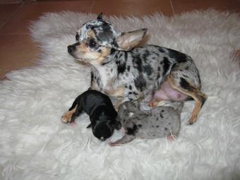 340_CachorrosMirla_014_WEB.jpg