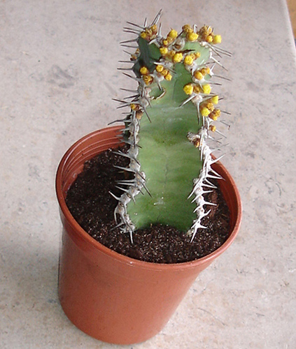 3421727892_d786593da5.jpg
