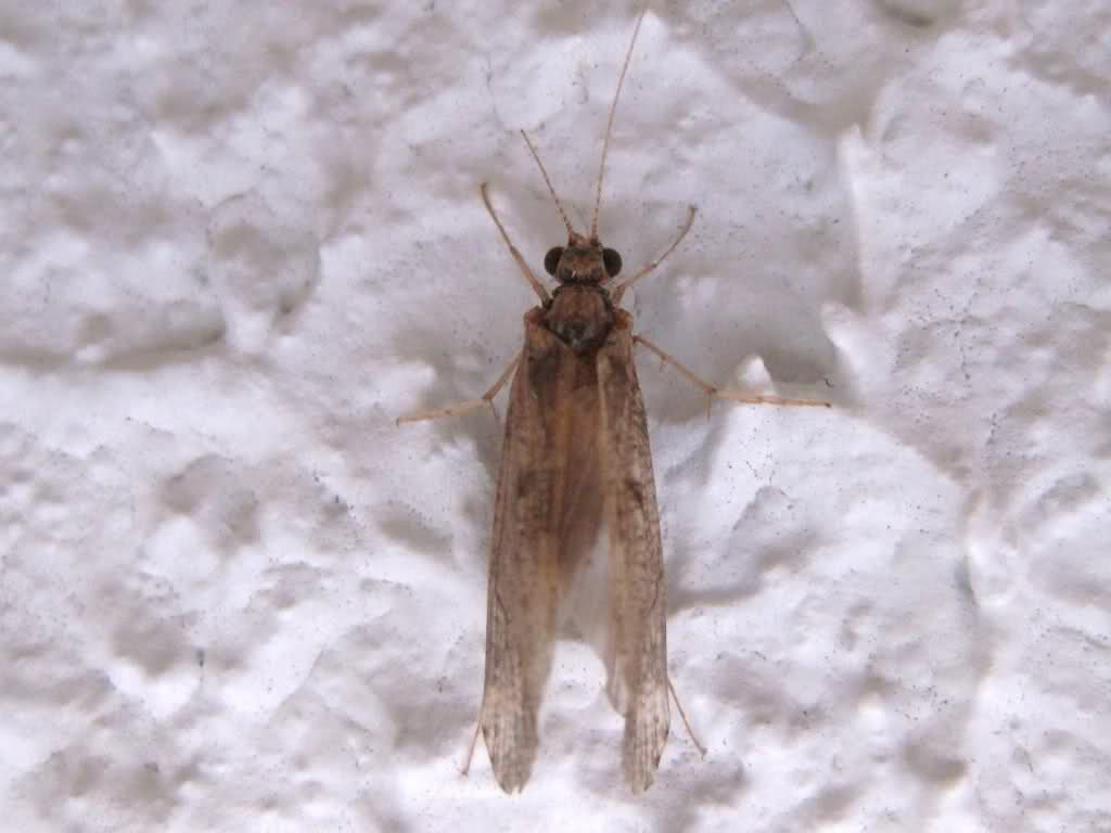 343p076.jpg