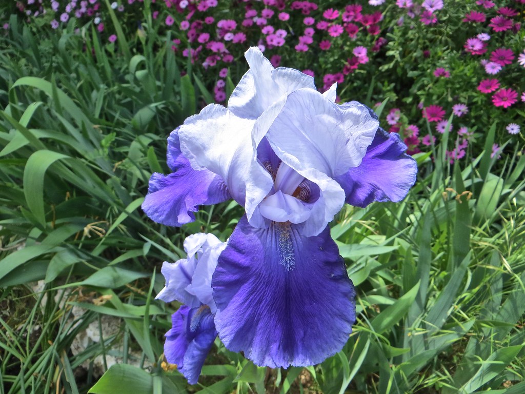34412772216_f30d126d55_b.jpg