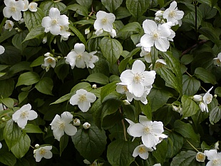 3445-philadelphus-coronarius-2.jpg