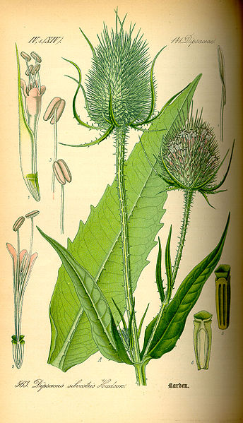 344px-Illustration_Dipsacus_fullonum0.jpg