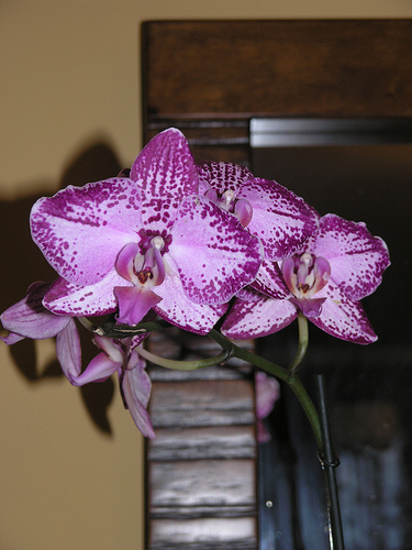 3467001526_05d7bcc278.jpg