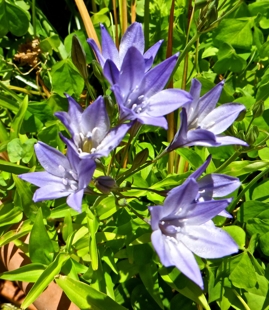 34793183755_00ef2145de_b.jpg