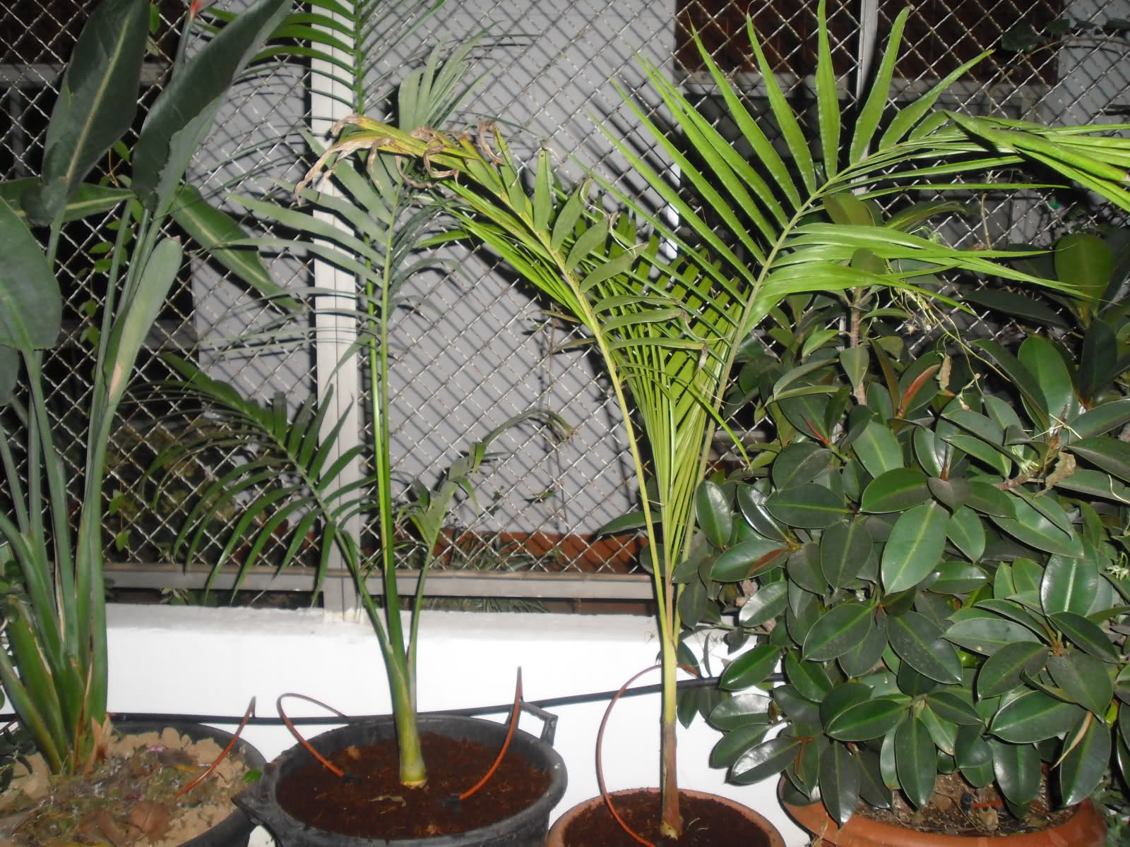 3480hnp.jpg