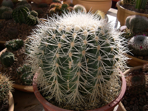 349300599_7b353b8dda.jpg