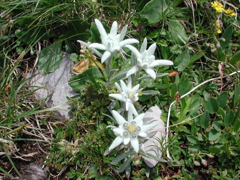 34_more_edelweiss.jpg