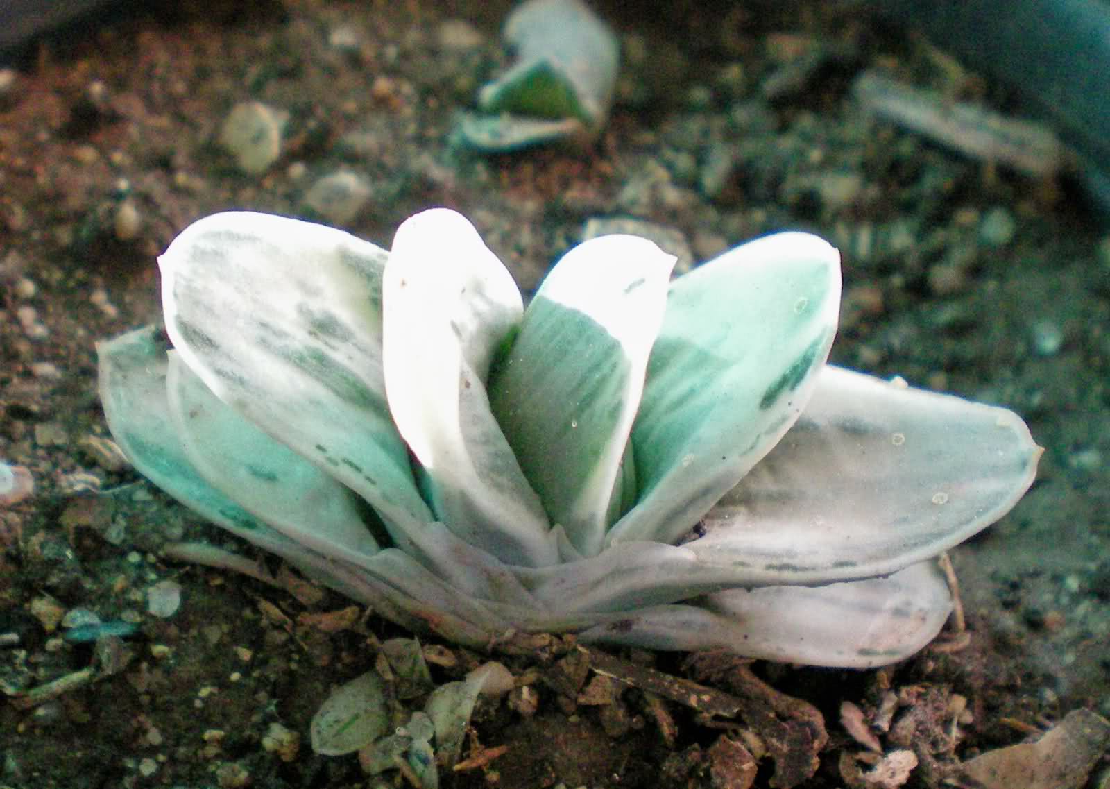 34dfrx5.jpg