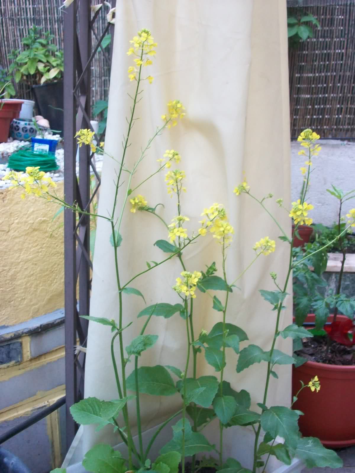 34f06zp.jpg