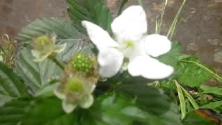 34fbg4l.jpg