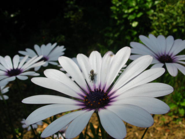 350e9df1731a0a58bee6a05d097b58eeo.jpg