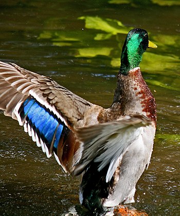 350px-Mallard_speculum.jpg