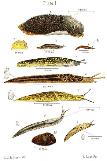 350px-Slugs_1896.jpg