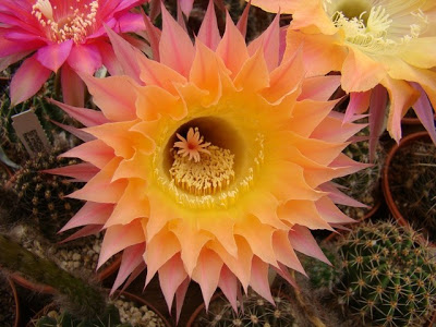 351xa86kf8echinopsis.jpg