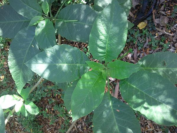 35418d1369102335t-que-es-esta-planta-2013-05-20-13.32.35.jpg