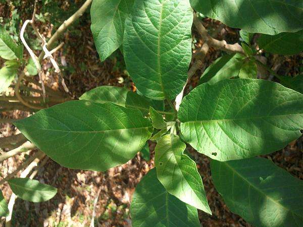 35471d1369102431t-alguien-sabe-que-familia-de-brugmansia-es-esta-2013-05-20-13.33.03.jpg