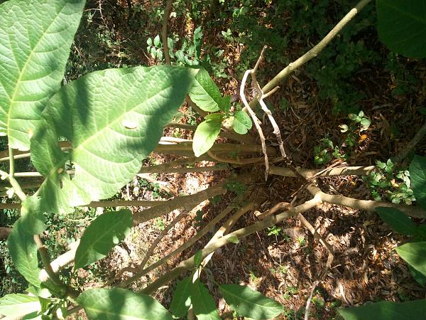 35473d1369102362t-alguien-sabe-que-familia-de-brugmansia-es-esta-2013-05-20-13.32.43.jpg