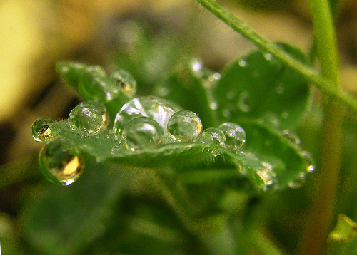 3572530759_f8d6cb0563.jpg