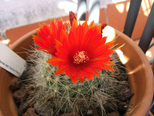 3574975907_bc6f74690d.jpg