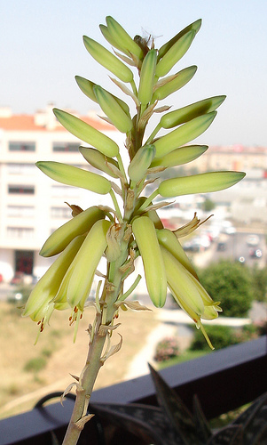 3584941845_caca8fcaa8.jpg