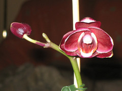 358678470_76fc42cee0_m.jpg